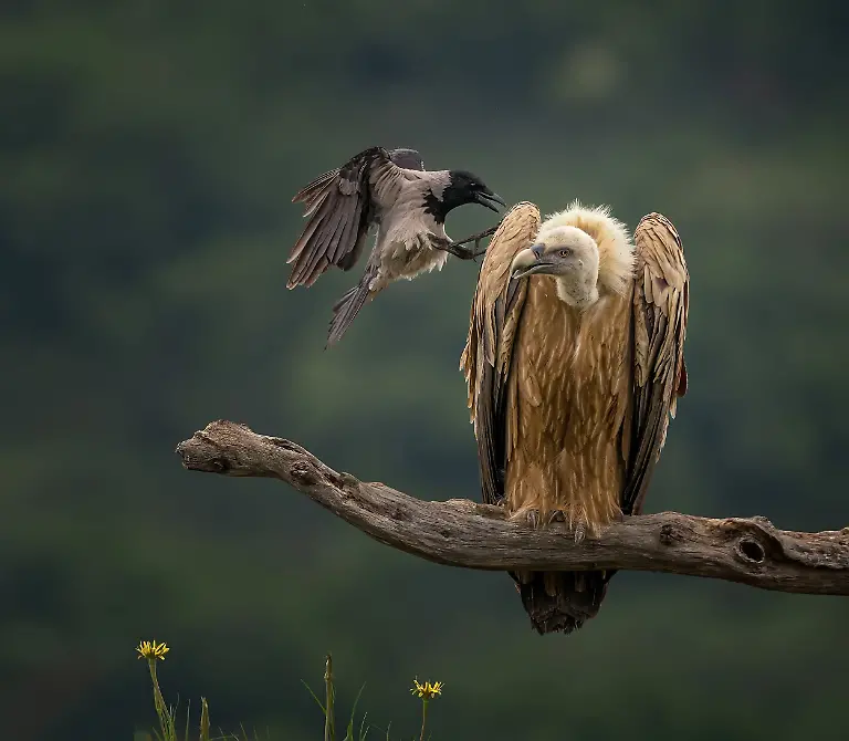 Defiance of the Small, by Panagiotis Xaxiris, The Nature Photography Contest 2025 Birds Finalist